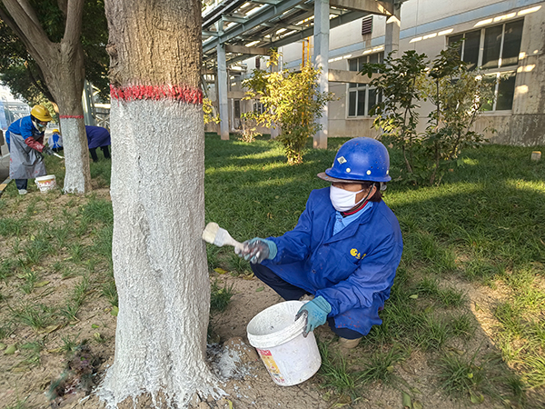 綠化養(yǎng)護工人對廠區(qū)道路兩旁的樹木進行刷白工作.jpg